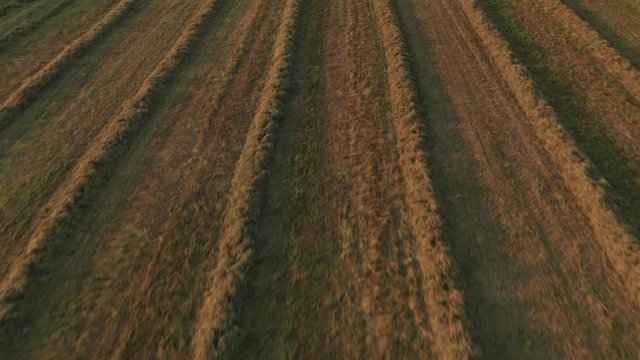4K Aerial : Low Flight backwards above an alfalfa field in sunset