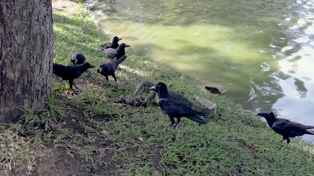 Birds and a large Clouded Monitor Lizard Waran fighting about a fish in Bangkok Lumphini Park, Thailand