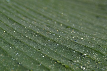 water drops on green leaf