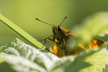 Papillon.