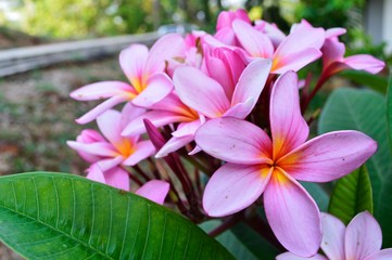 pink frangipani flowers in the garden