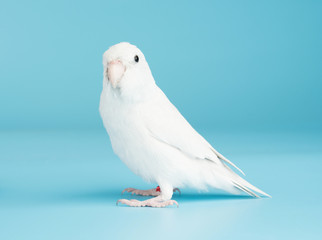 Obraz premium Bird parrot parakeet forpus american white color isolated on blue background 8 month old