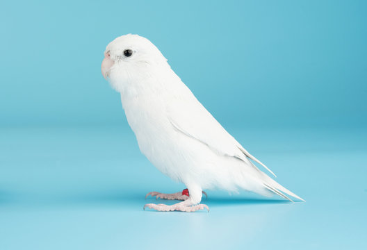 Bird parrot parakeet forpus american white color isolated on blue background 8 month old