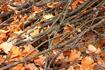 Yellow autumn leaves and dry branches on the ground. Background autumn texture