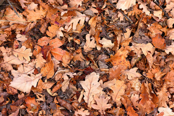 Top view of a layer of fallen dry oak leaves on the ground in the forest