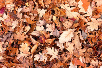 Top view of a layer of fallen dry oak leaves on the ground in the forest