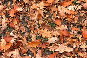 Top view of a layer of fallen dry oak leaves on the ground in the forest