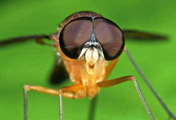 Macro Photo of Orange Robber Fly on Green Leaf