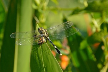 dragonfly on a green leaf