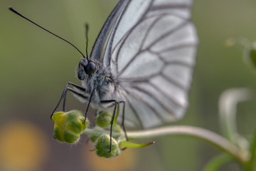 A beautiful white butterfly sits on the unblown bud of a small flower on a green background.