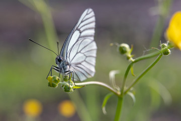A beautiful white butterfly sits on the unblown bud of a small flower on a green background.