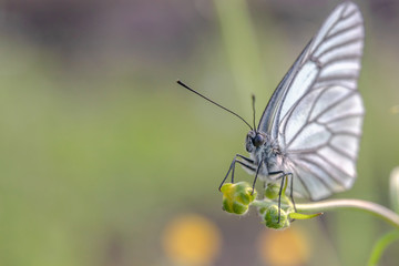 A beautiful white butterfly sits on the unblown bud of a small flower on a green background.