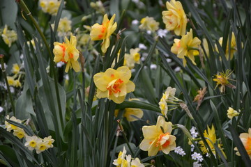Obraz premium yellow tulips in the garden