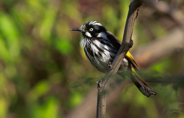 New Holland Honeyeater perched in a tree