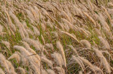 Fototapeta premium a white woolen flower waving in the golden glow of the evening sunset.