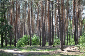 path in the forest
