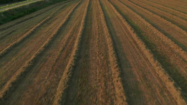 4K Aerial : Fast Revealing shot of a field of alfalfa in sunset