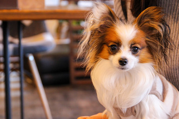 パピヨンとカフェ