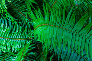 bright green leaf fern tropical leaves background.