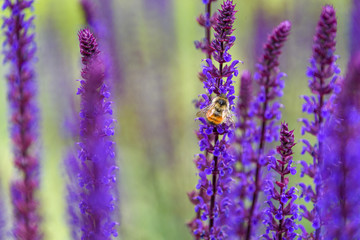 Bumble bee pollinating blooming purple salvia, purple and green garden