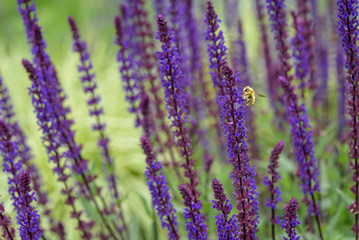 Fototapeta na wymiar Bumble bee pollinating blooming purple salvia, purple and green garden