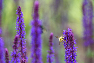 Bumble bee pollinating blooming purple salvia, purple and green garden