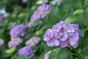  Hydrangea flowers