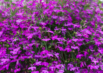 background of lobelia bright pink color hanging in a flower pot.