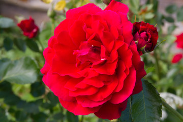Beautiful red roses in a sunny summer garden
