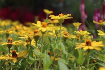 spring flowers in japanese themed garden