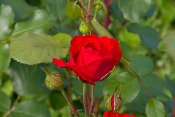 Beautiful red roses in a sunny summer garden