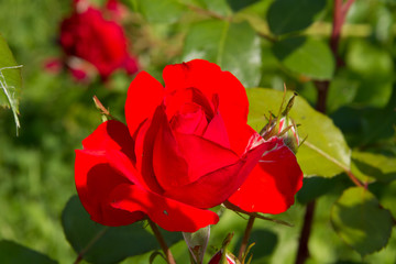 Beautiful red roses in a sunny summer garden