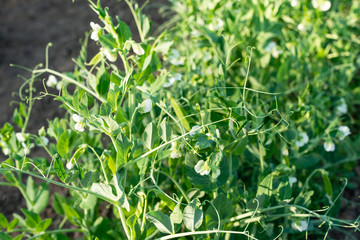 Fototapeta na wymiar The pods of the green peas in the garden