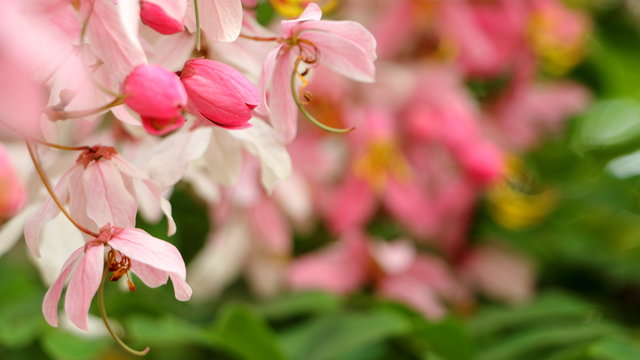 Close up Blooming Cassia javanica, Pink shower, Java cassia, Apple blossom tree or Rainbow shower tree flower