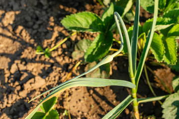 Closeup on the blossoms of onions growing in fields