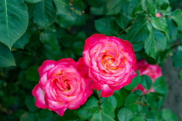Beautiful rose in the garden