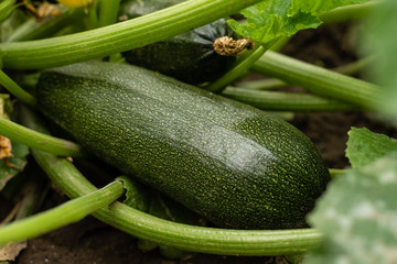 Green vegetable marrow growing on bush. Zucchini plant.  Zucchini flower.