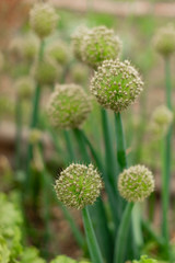 Closeup on the blossoms of onions growing in fields