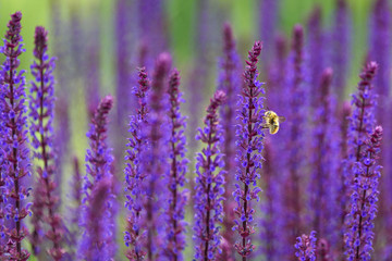Bumble bee pollinating blooming purple salvia, purple and green garden