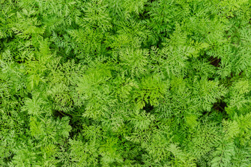 Young carrots growing in ecological garden. Beautiful green garden plants.
