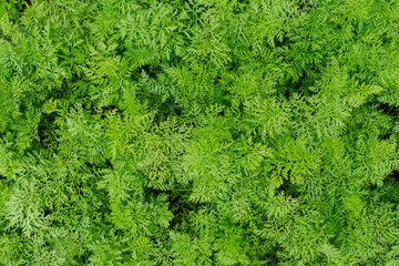 Young carrots growing in ecological garden. Beautiful green garden plants.