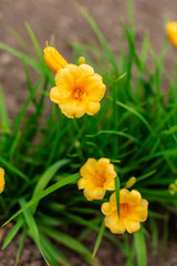 Obraz premium Beautiful bush of yellow colors in a summer garden