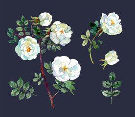 Set of white watercolor roses branches, blossoms and leaves. Watercolor hand drawn illustration
