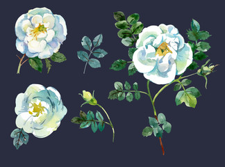 Set of white watercolor roses branches, blossoms and leaves. Watercolor hand drawn illustration