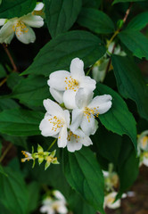 Jasmine bush sprinkled with white flowers in the garden .