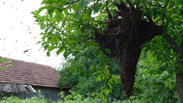 Swarming bees. Formation of a new colony family bees. Bees that can fly at some point fly out of the hive. They re going on a branch of a tree. Slow-motion video.