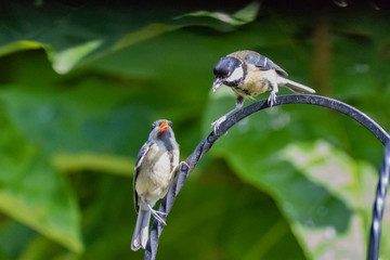 bird on feeder