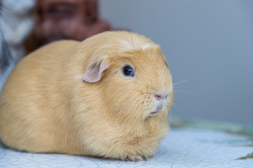 light brown cute Cavia porcellus, Guinea pig sit back and relax on the table lonely. Selective focus.