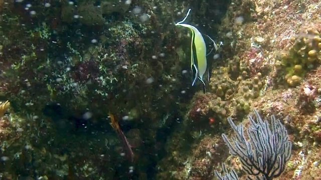 Two black and yellow angelfish swimming around coral