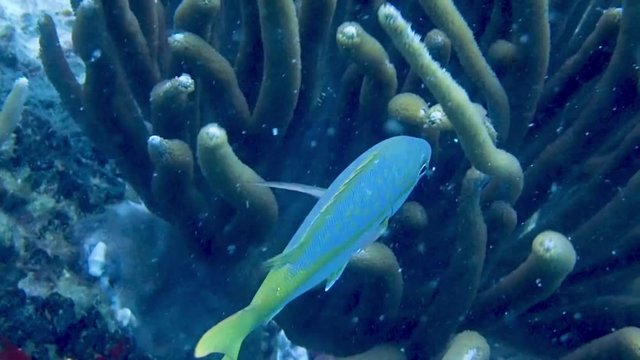 Yellowtail snapper fish swimming through waving corals